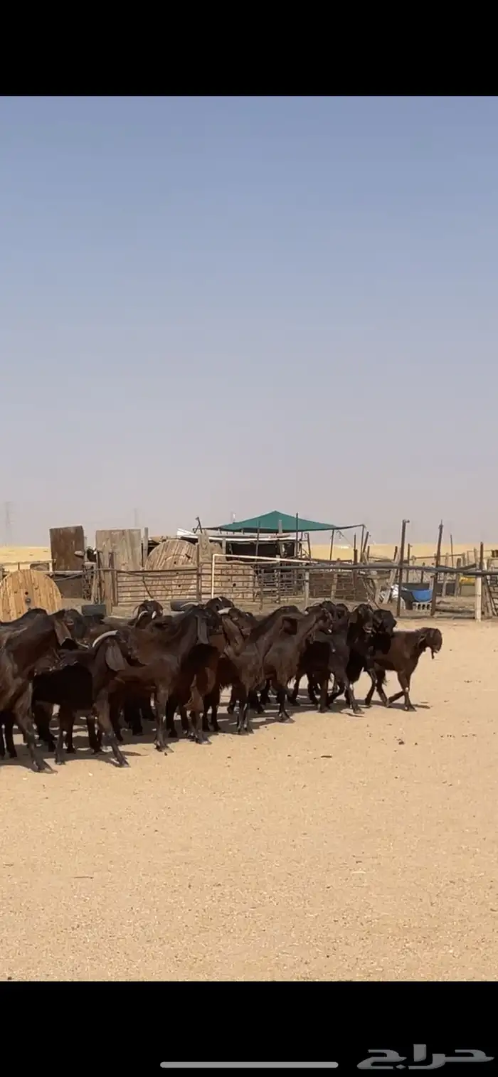 معزا قبرصيات مراح كامل بفحلها نوادر 44