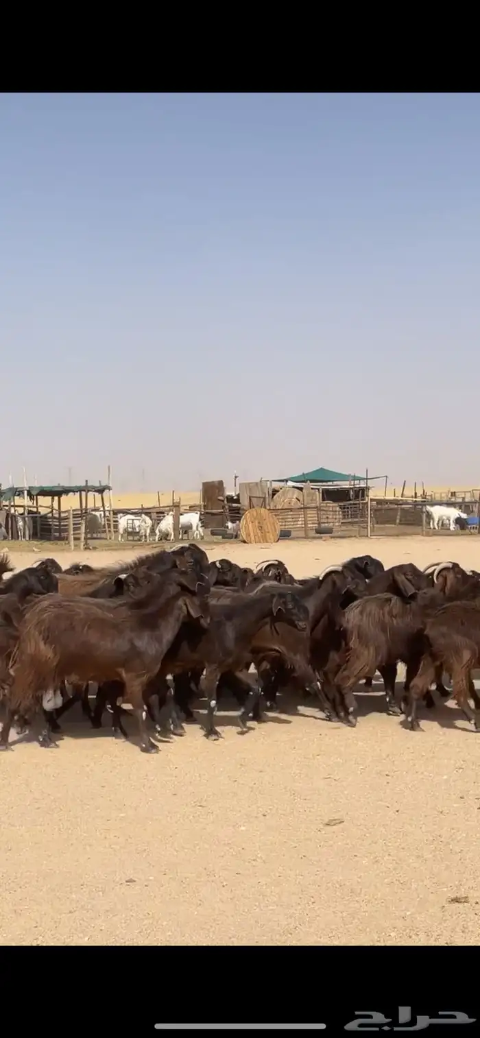 معزا قبرصيات مراح كامل بفحلها نوادر 49