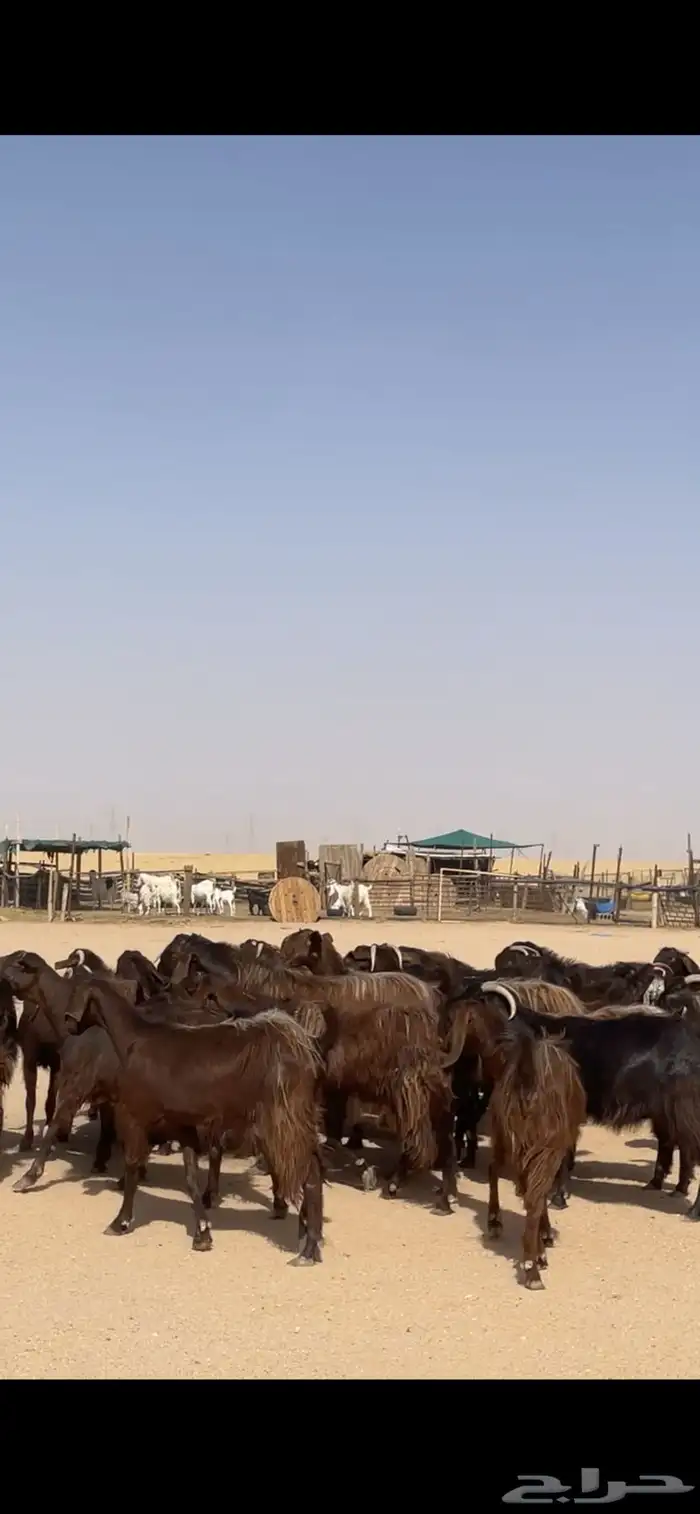 معزا قبرصيات مراح كامل بفحلها نوادر 8