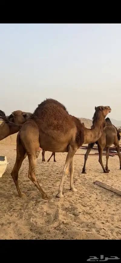 ناقه ساحليه(( تم البيع )) 4