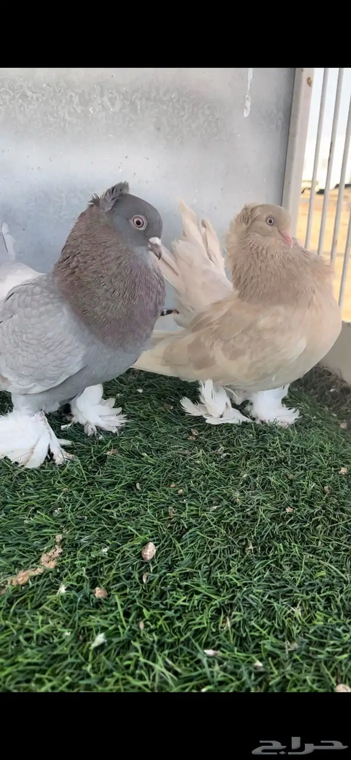 جوز كرنقو 3