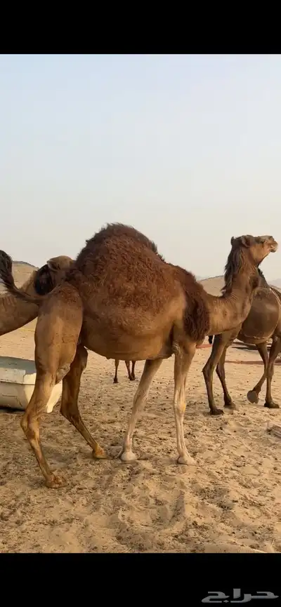 ناقه ساحليه(( تم البيع )) 2