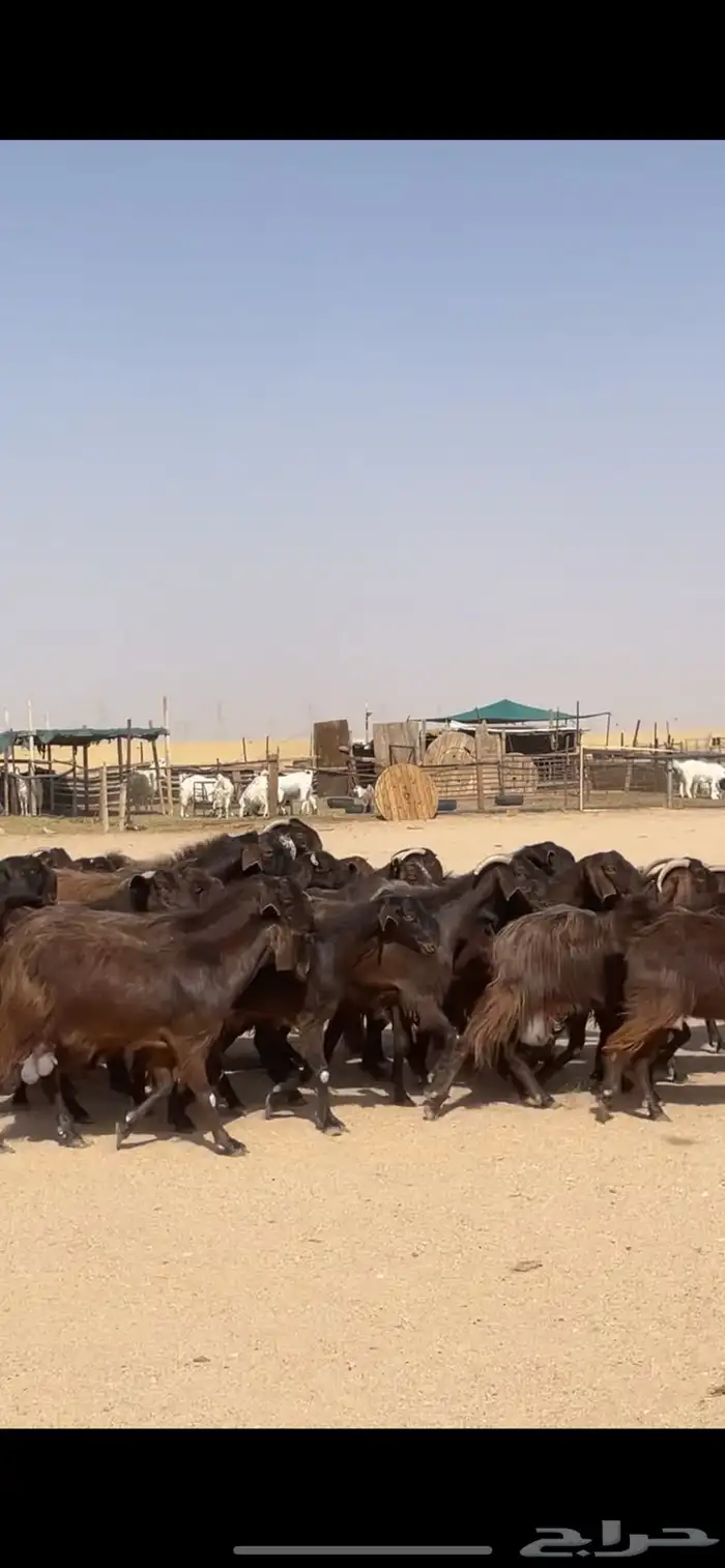 معزا قبرصيات مراح كامل بفحلها نوادر 46