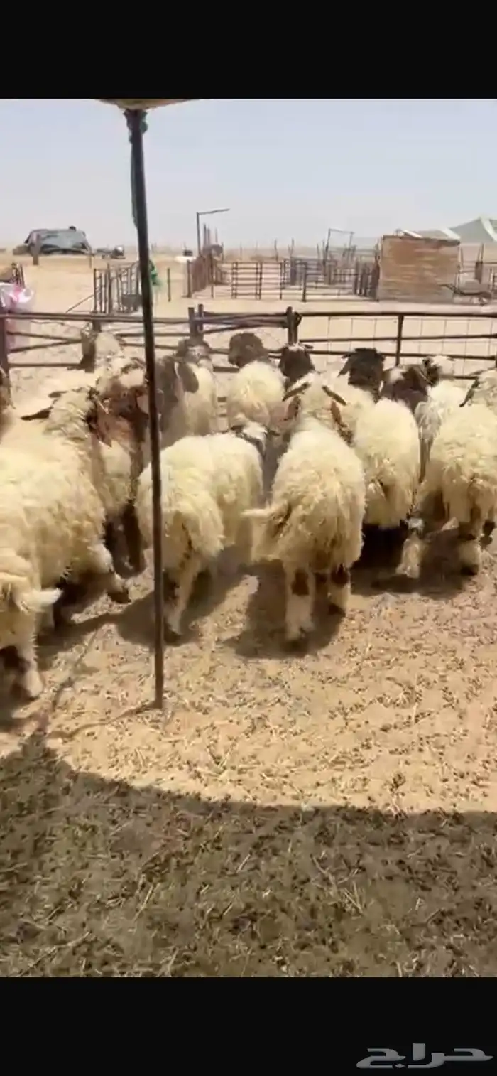 خرفان يضحي 2