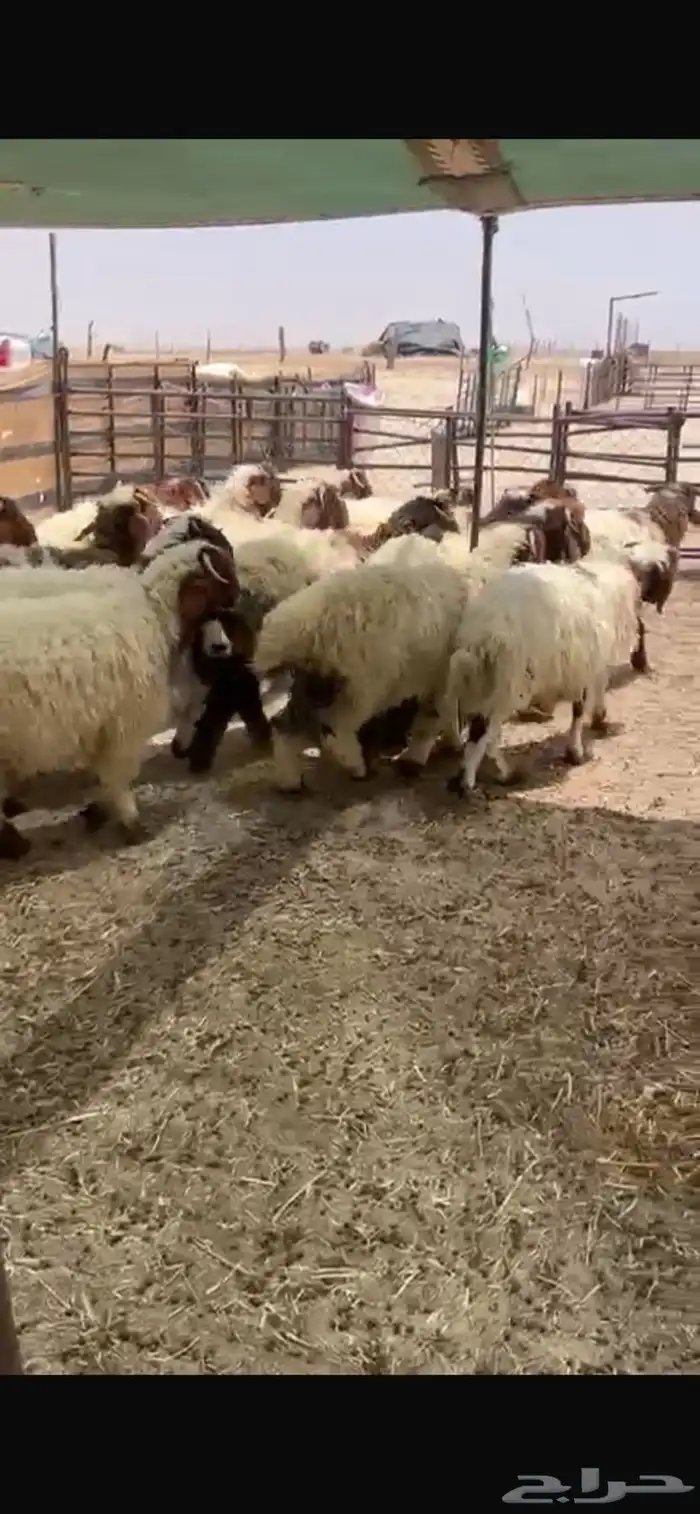 خرفان يضحي 1