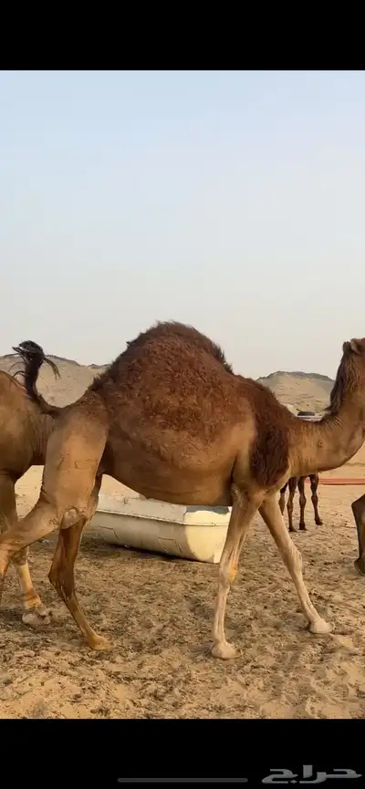 ناقه ساحليه(( تم البيع )) 5