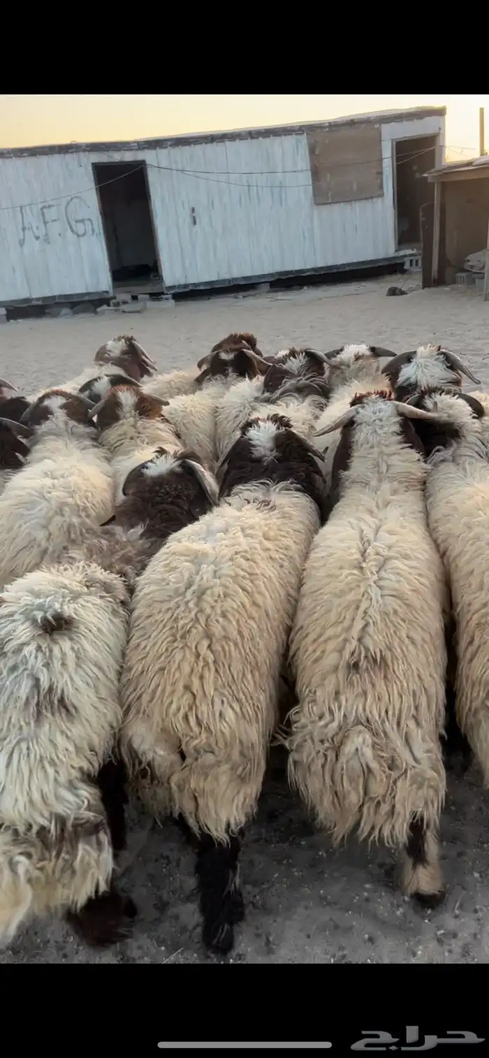 حريات كناور وحريات جبر ونعيم جبر ووسط فاخر 9
