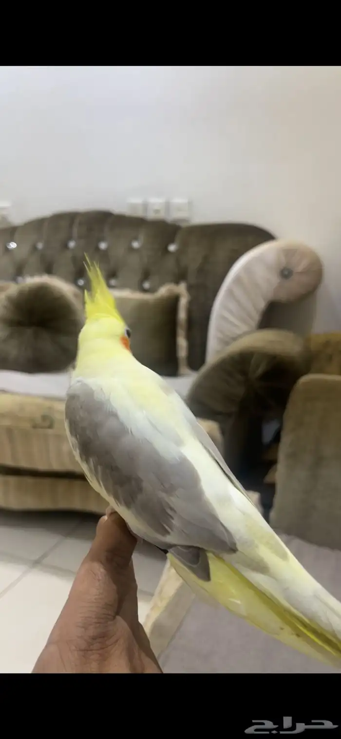 كروان بايد اليف تم البيع 2
