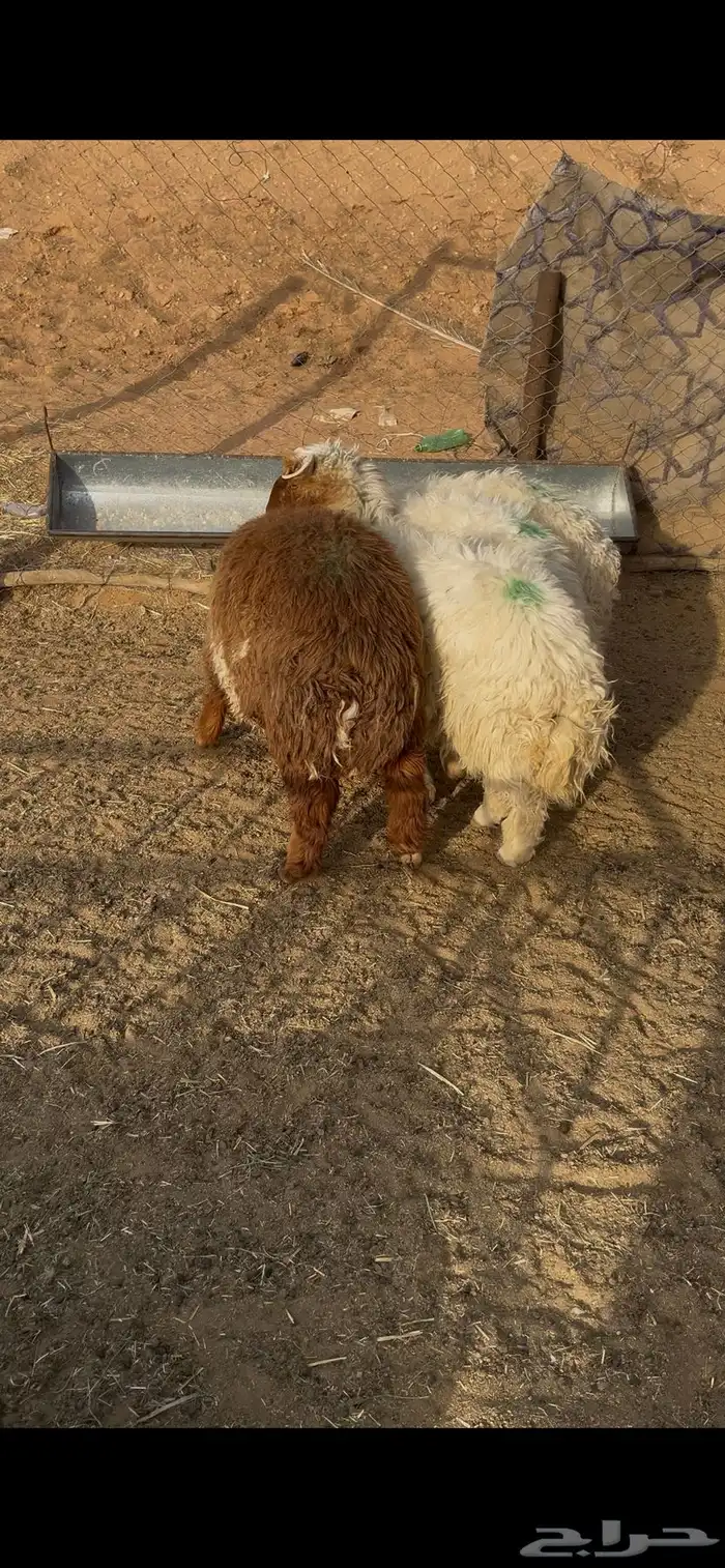 طليان نعيم 2