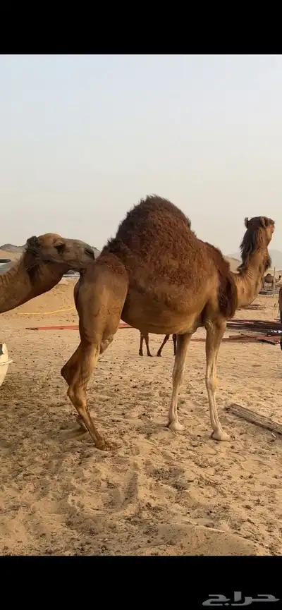 ناقه ساحليه(( تم البيع )) 1