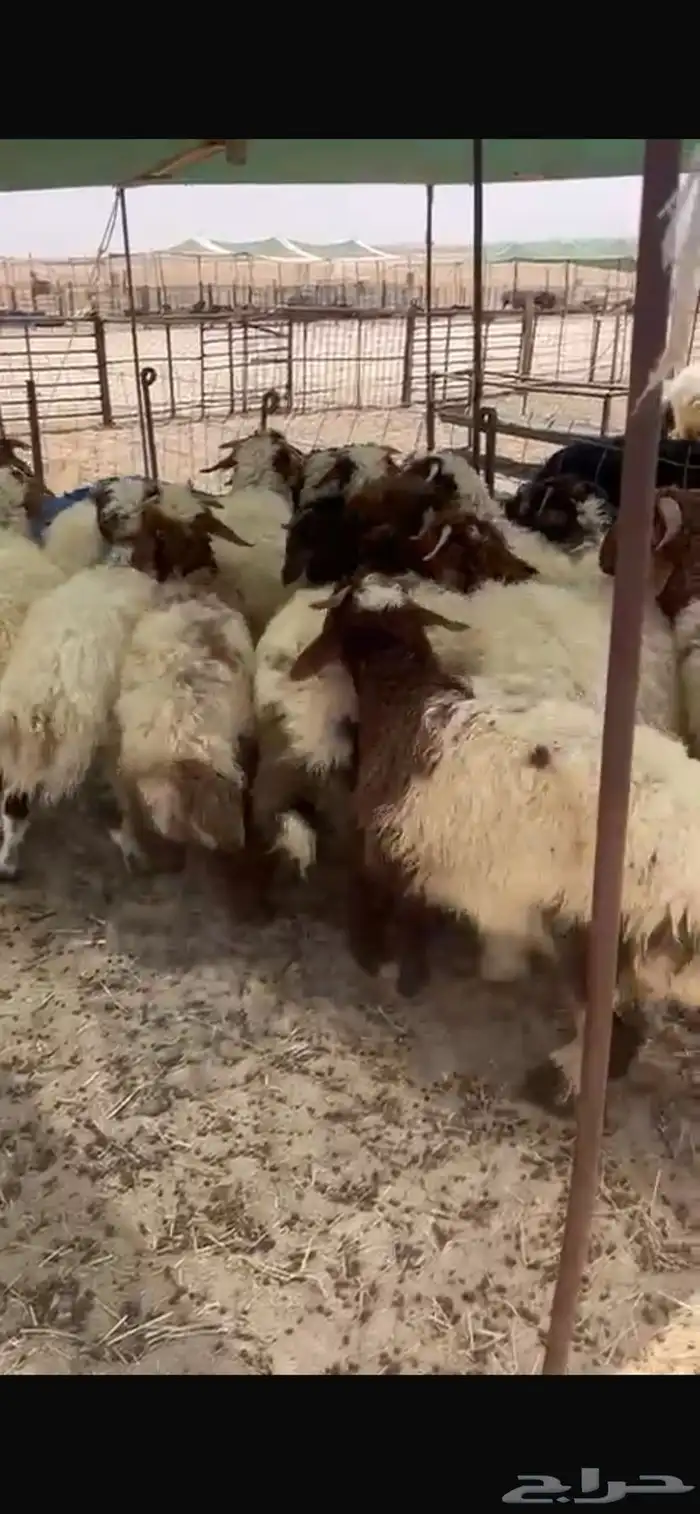 خرفان يضحي 4