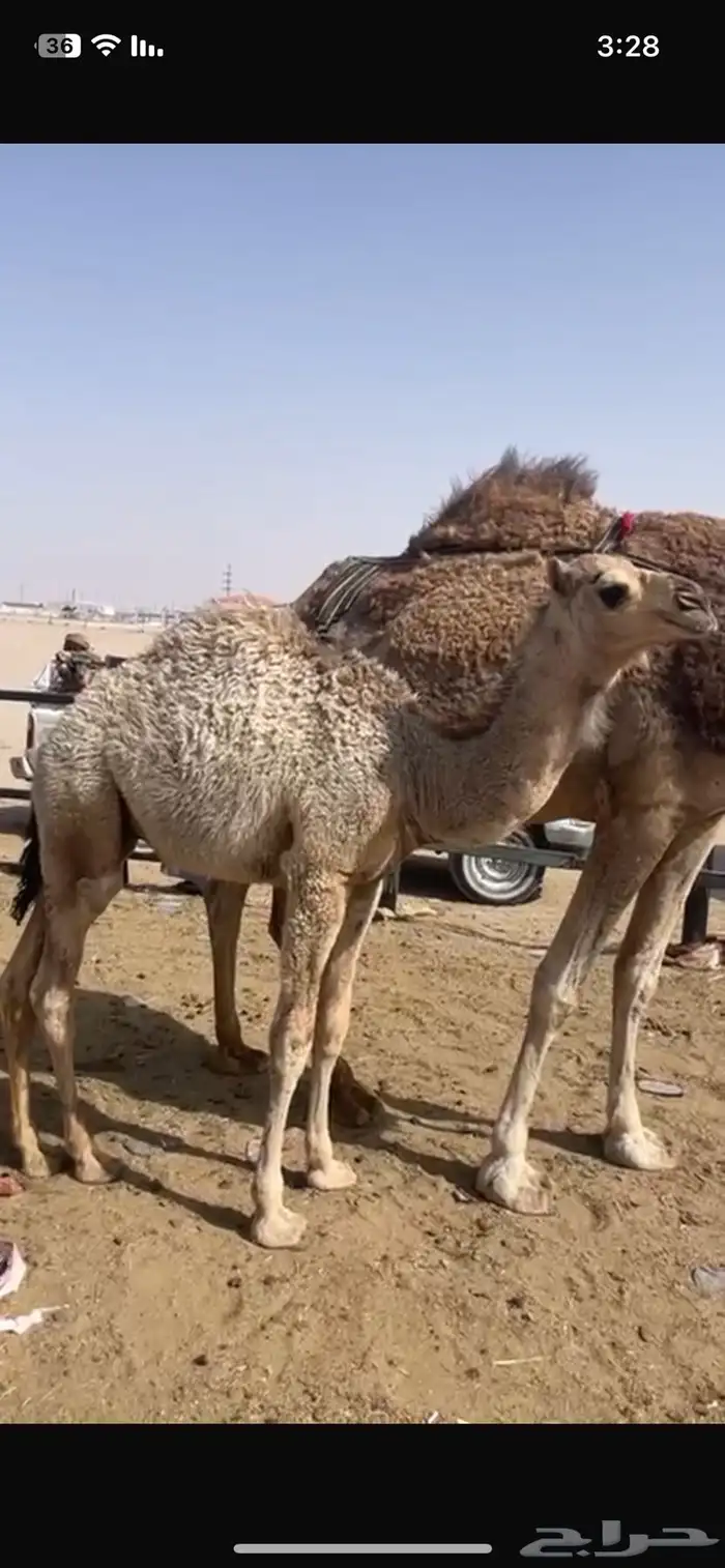 حاشي لبان 0