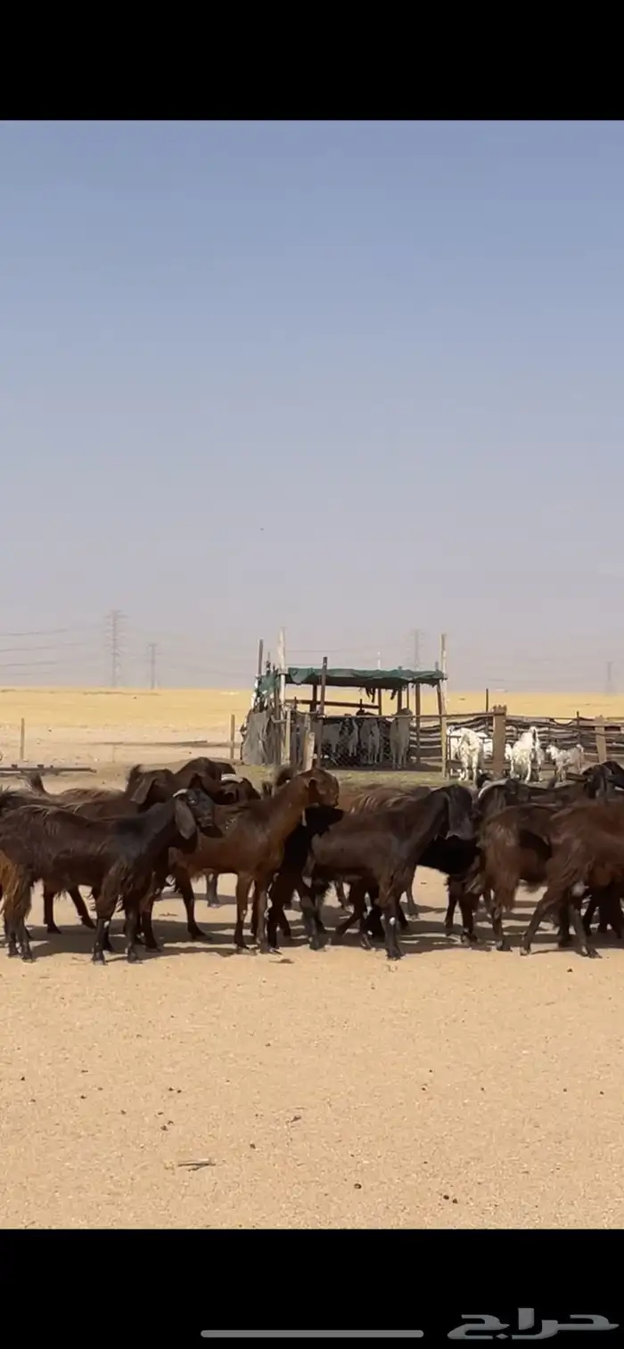 معزا قبرصيات مراح كامل بفحلها نوادر 41