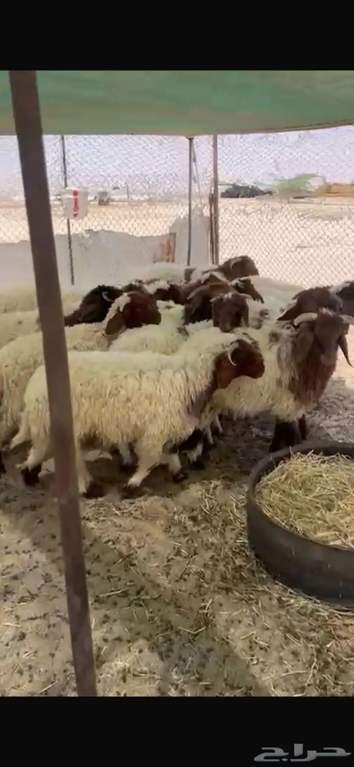 خرفان يضحي 0