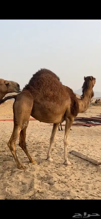ناقه ساحليه(( تم البيع )) 0