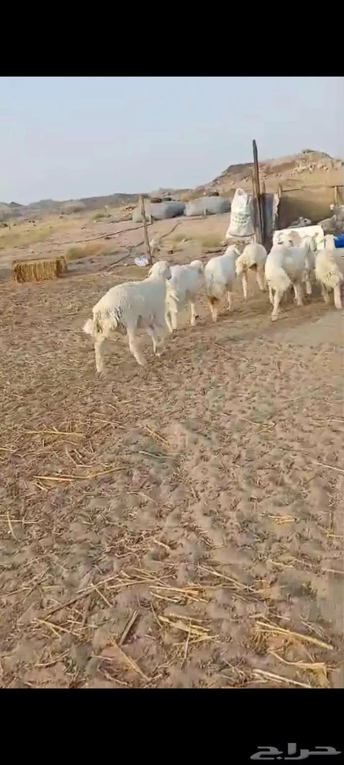سواكن. شحم رخال 8