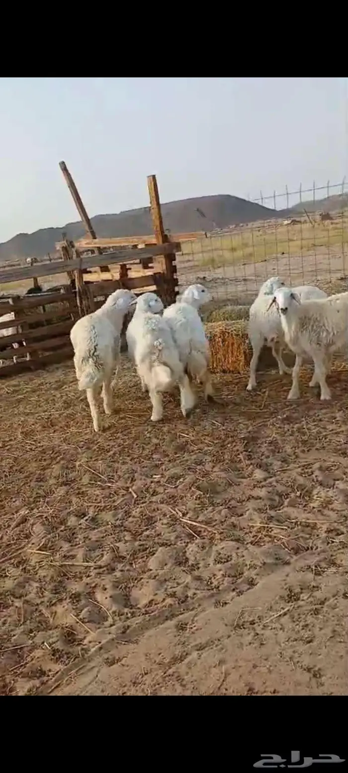 سواكن. شحم رخال 7