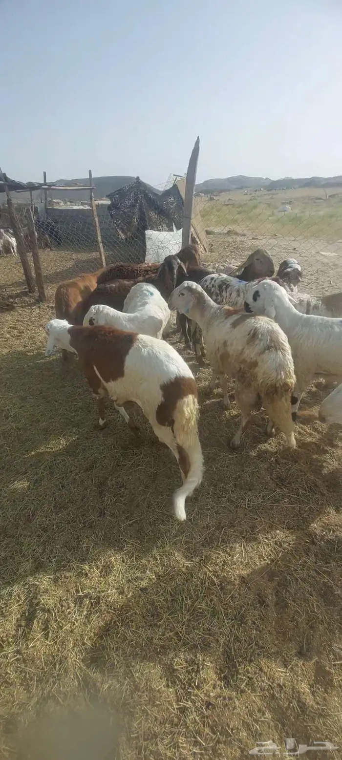 سواكن. شحم رخال 1