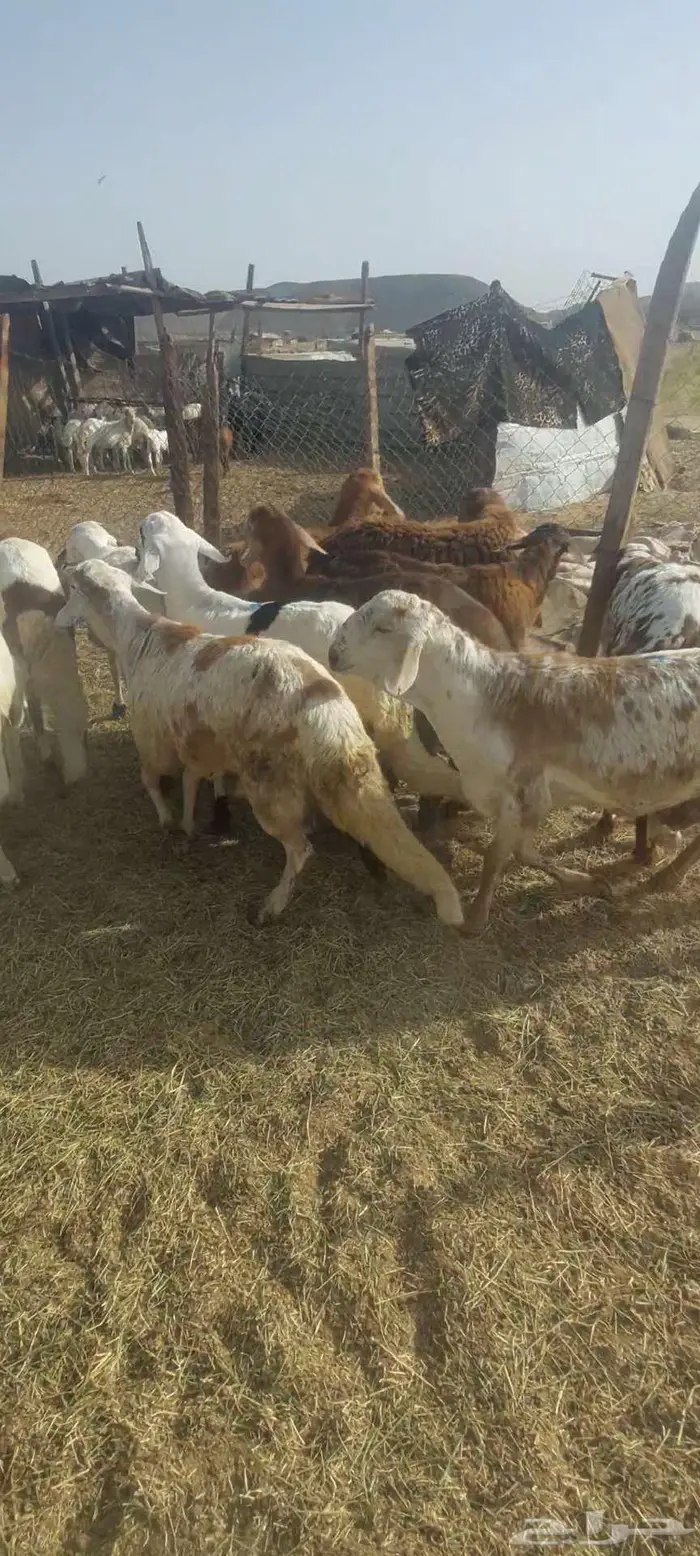 سواكن. شحم رخال 2
