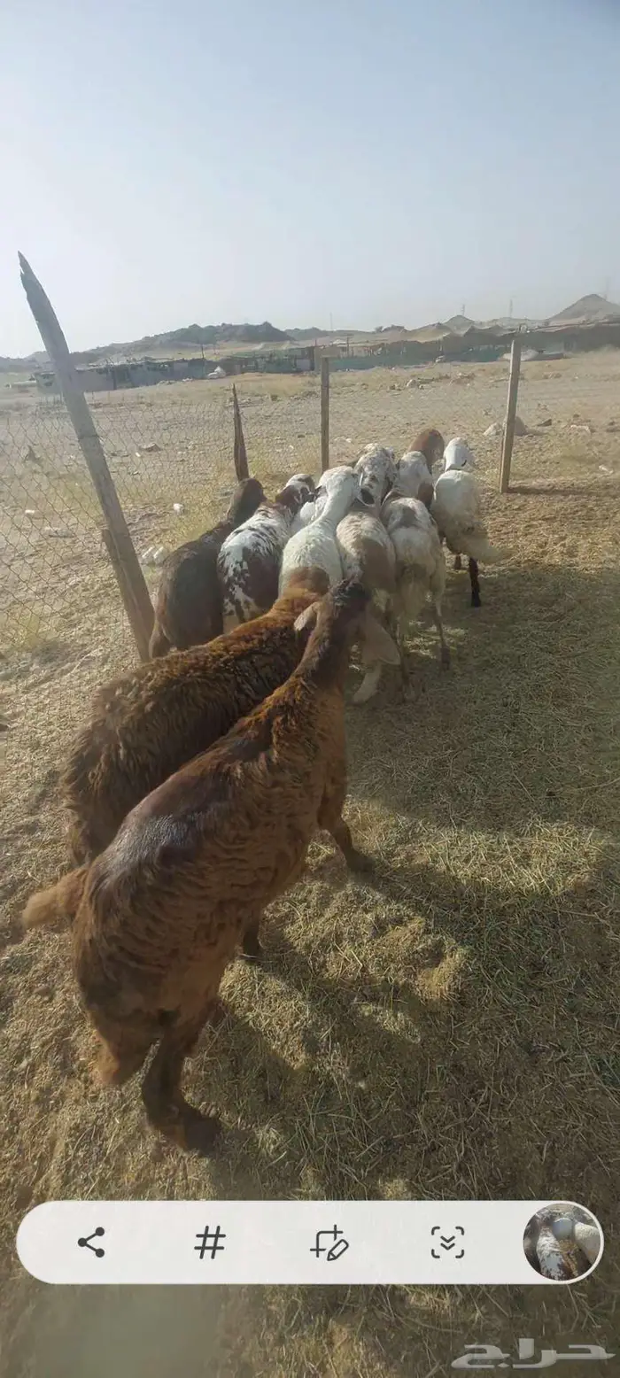 سواكن. شحم رخال 4