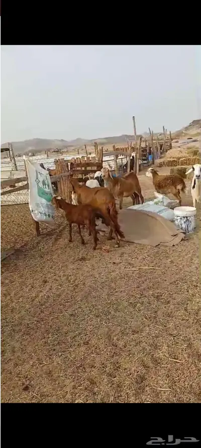 سواكنية خلفات. ورخال ممتازة مقاني 4