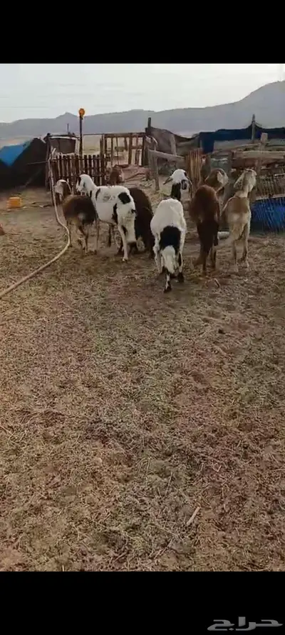 سواكنية خلفات. ورخال ممتازة مقاني 1