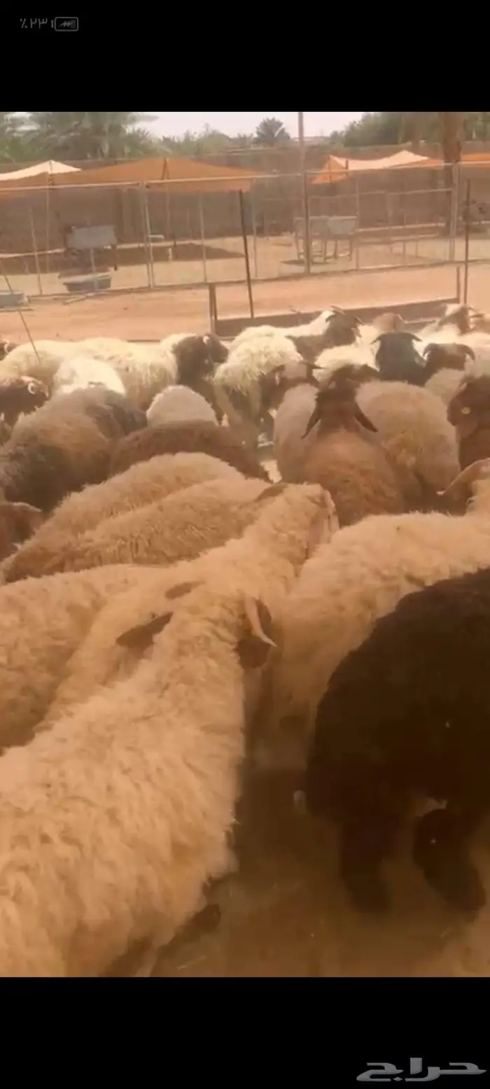نعيمي أردني جذعان وثنيان فل ماشاء الله 1