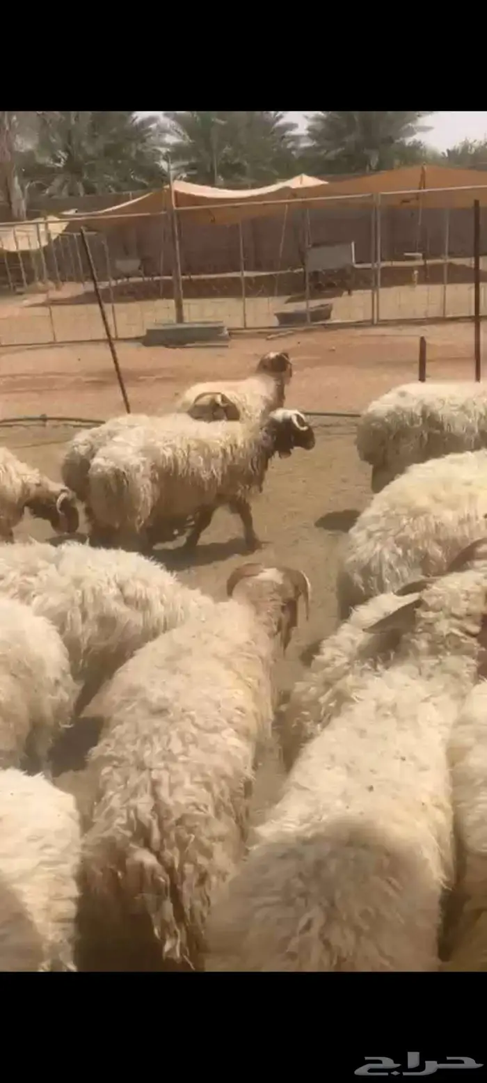 نعيمي أردني جذعان وثنيان فل ماشاء الله 2