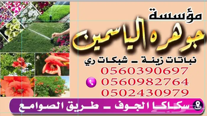 متوفر اشجار زيتون وتوصيل لجميع مناطق 14