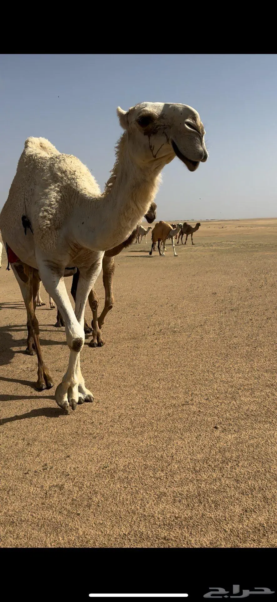 من عين الثنيه الوضحاء وسمها المطارق على شكل رقم 11 1