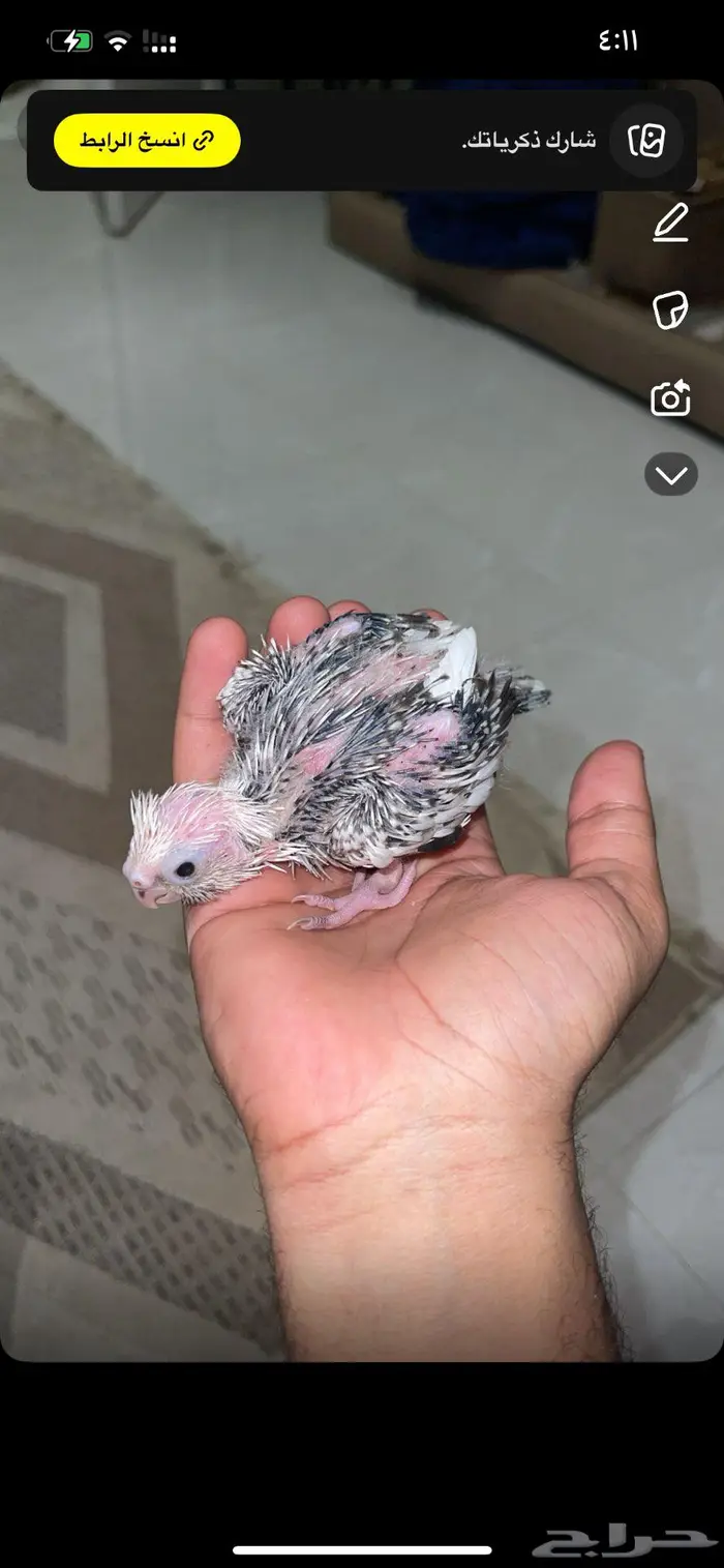 ببغاء فروخ كروان 0