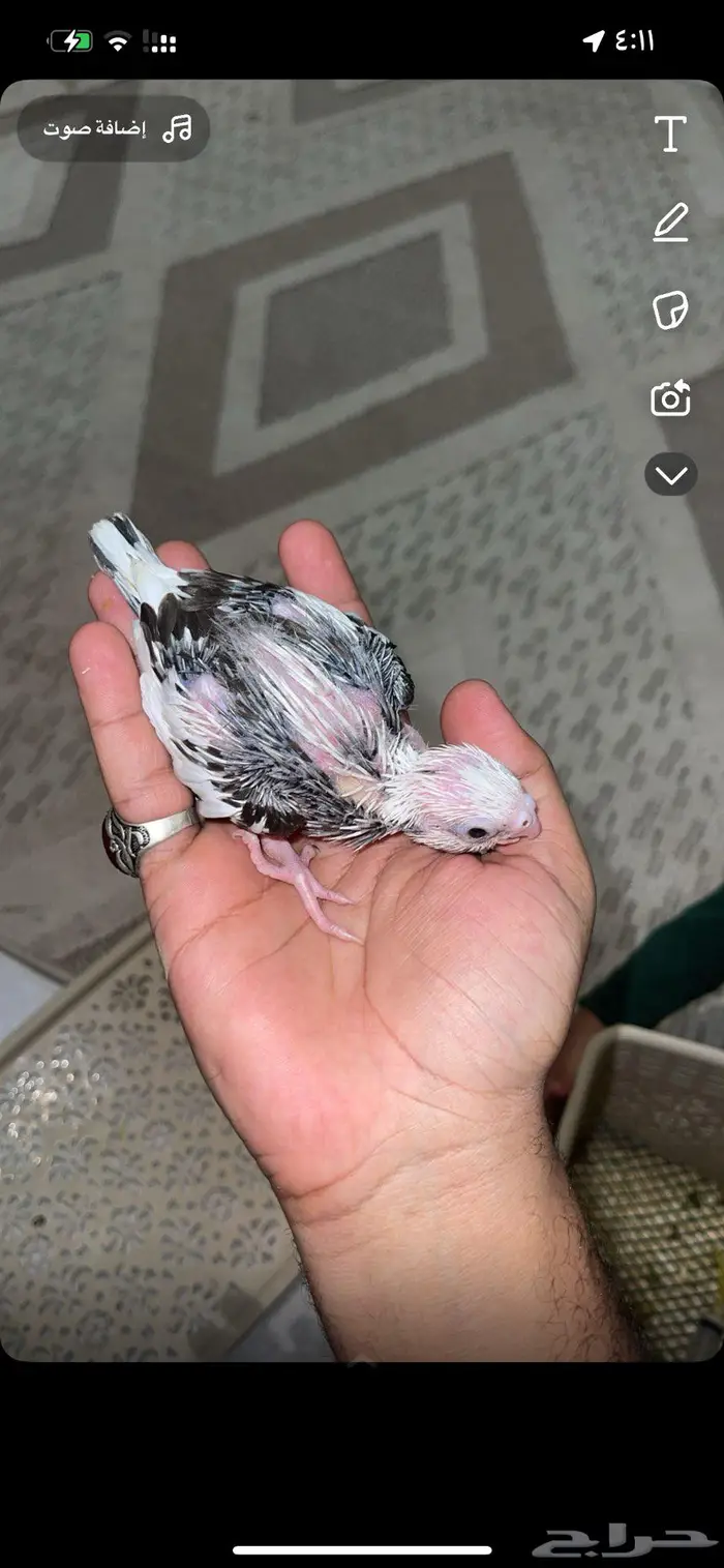 ببغاء فروخ كروان 1