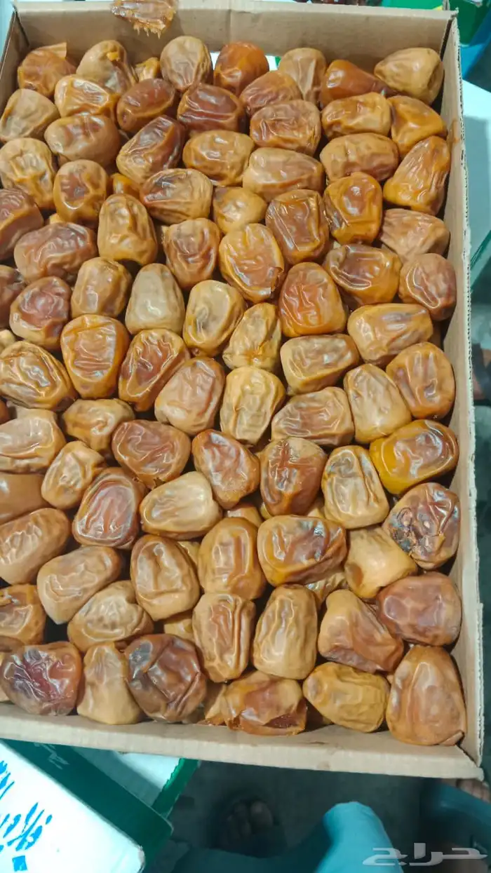 تمر سكري مفتل ( تم البيع ) 0
