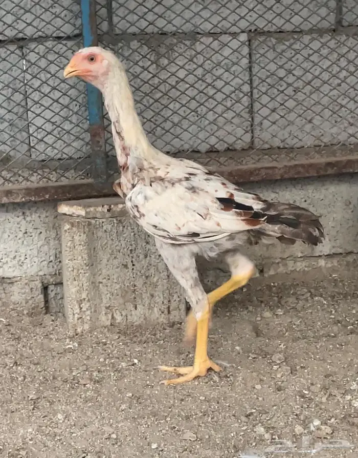صوص باكستاني للبيع 6