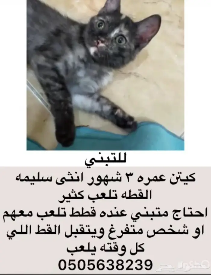 كيتن قطه صغيرة للتبني 0