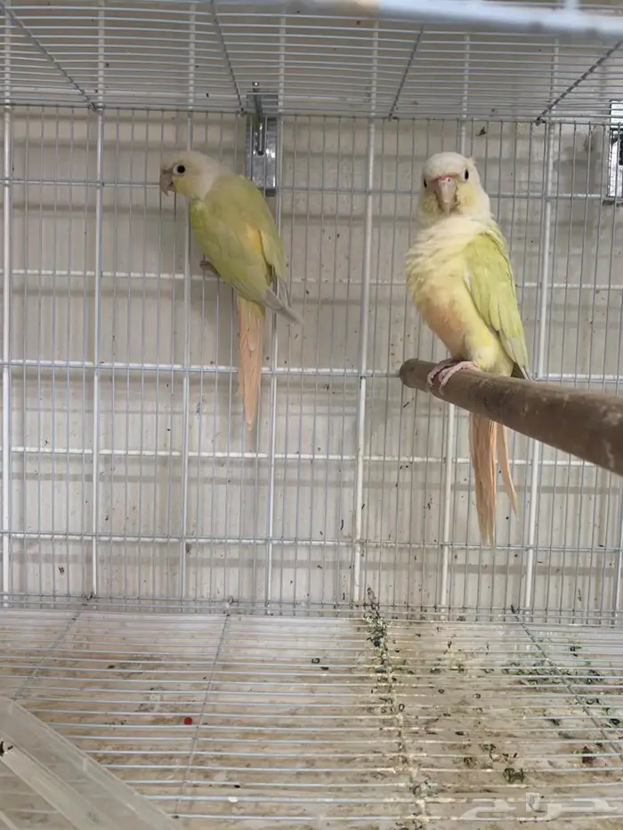 جوز كنيور مون شيك 0