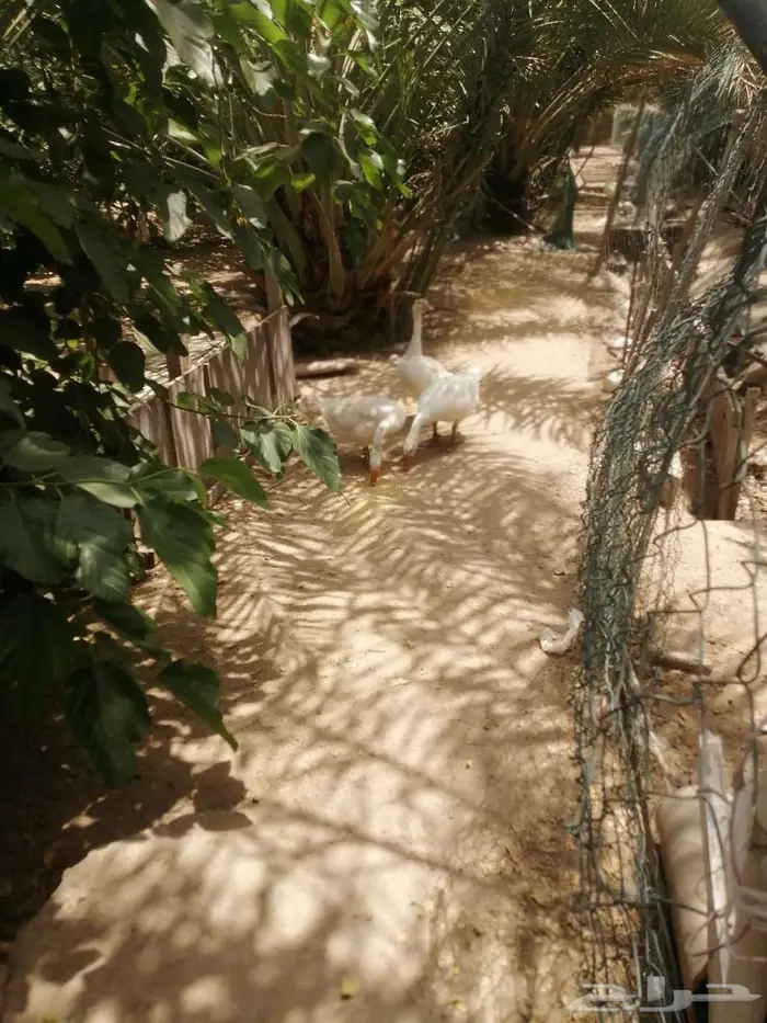 وز عراقي ابيض نوادر 18