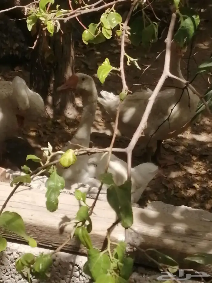 وز عراقي ابيض نوادر 8