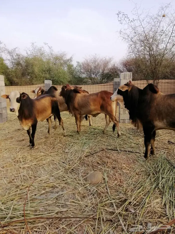 عجالة او ثيران 0