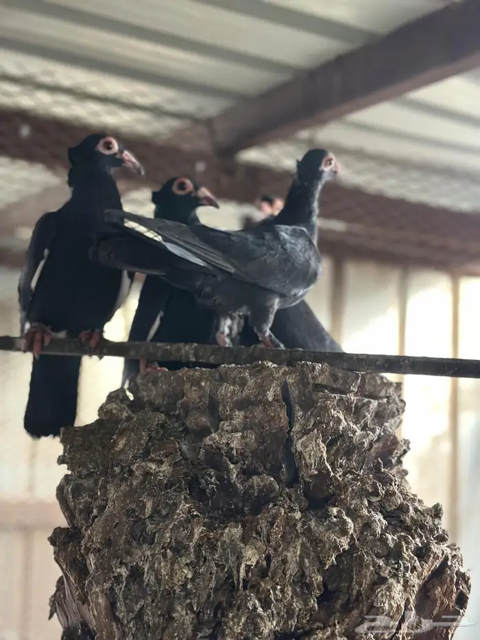 طيور حساوي 1