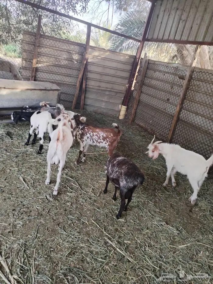 تيوس مشاريك 4
