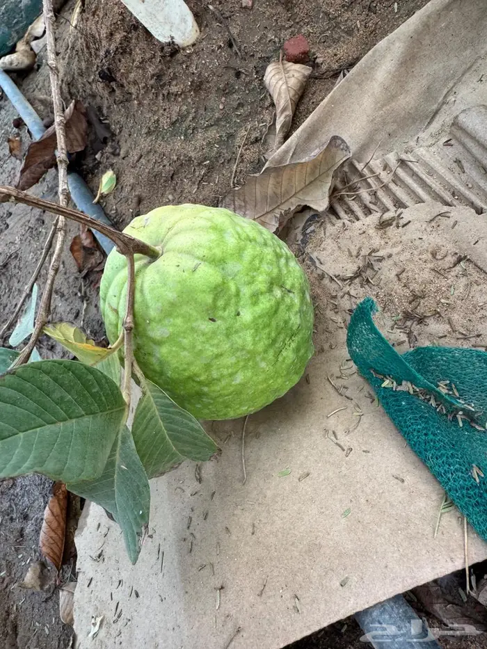 شتلات جوافه تايلندي حجم سوبر جامبو ولوز بجلي اصفر 0