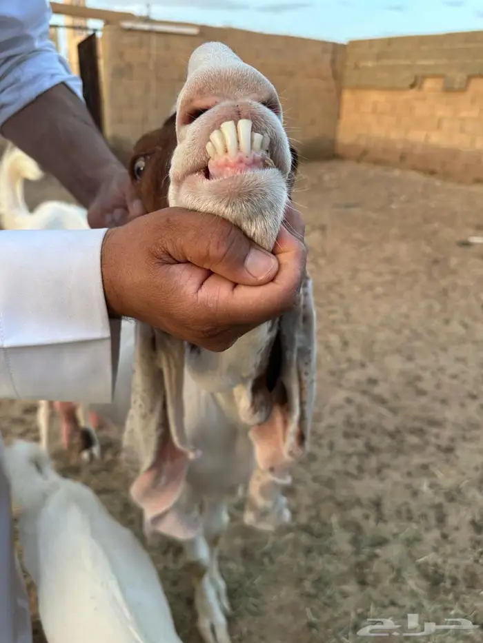 عنز هولنديه معها جفار العمر من شهرين يزدن ينقصن ( الاجفر ) 1
