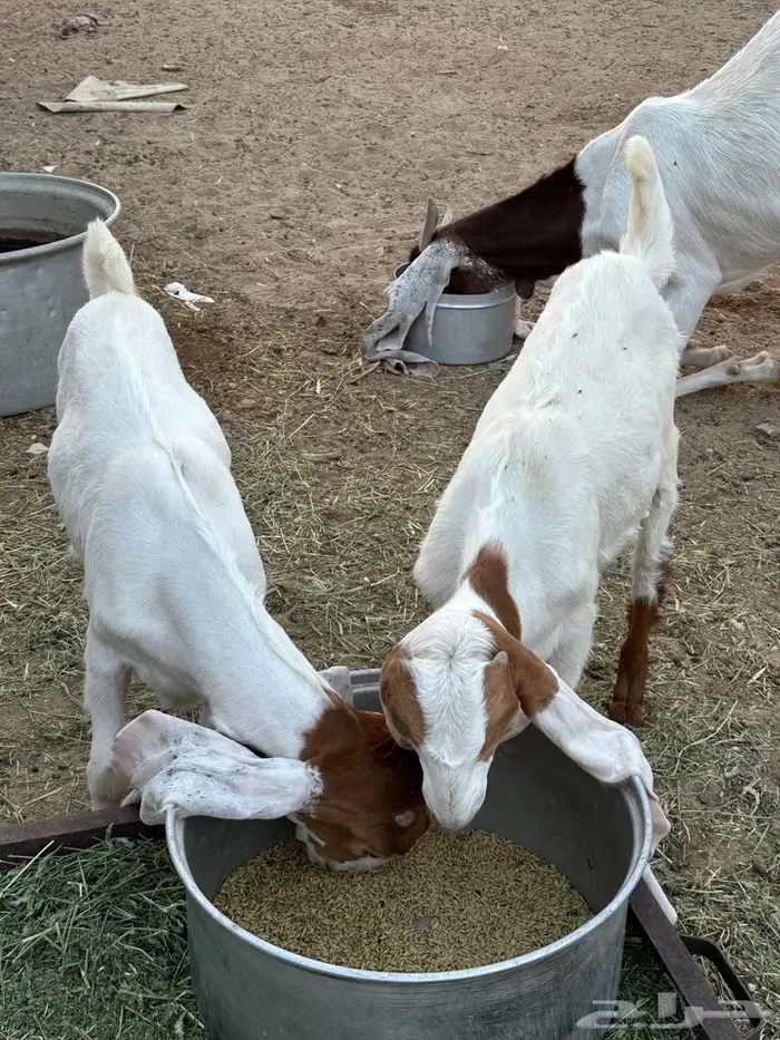 عنز هولنديه معها جفار العمر من شهرين يزدن ينقصن ( الاجفر ) 3