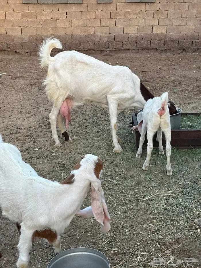 عنز هولنديه معها جفار العمر من شهرين يزدن ينقصن ( الاجفر ) 2