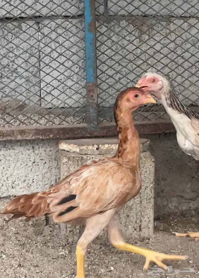 صوص باكستاني للبيع 5