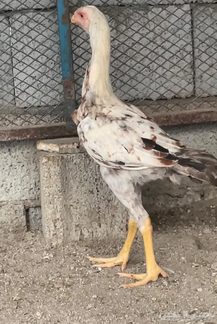 صوص باكستاني للبيع 3