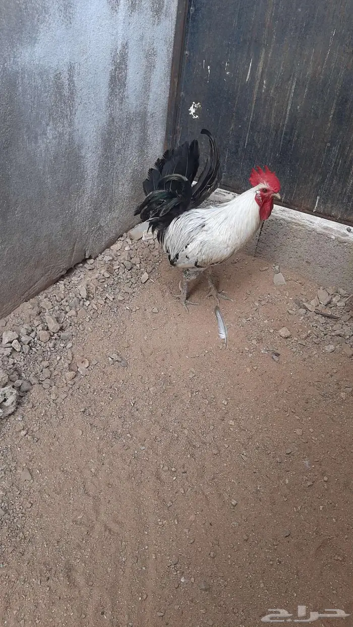 عرض بيع ديك بلدي 0