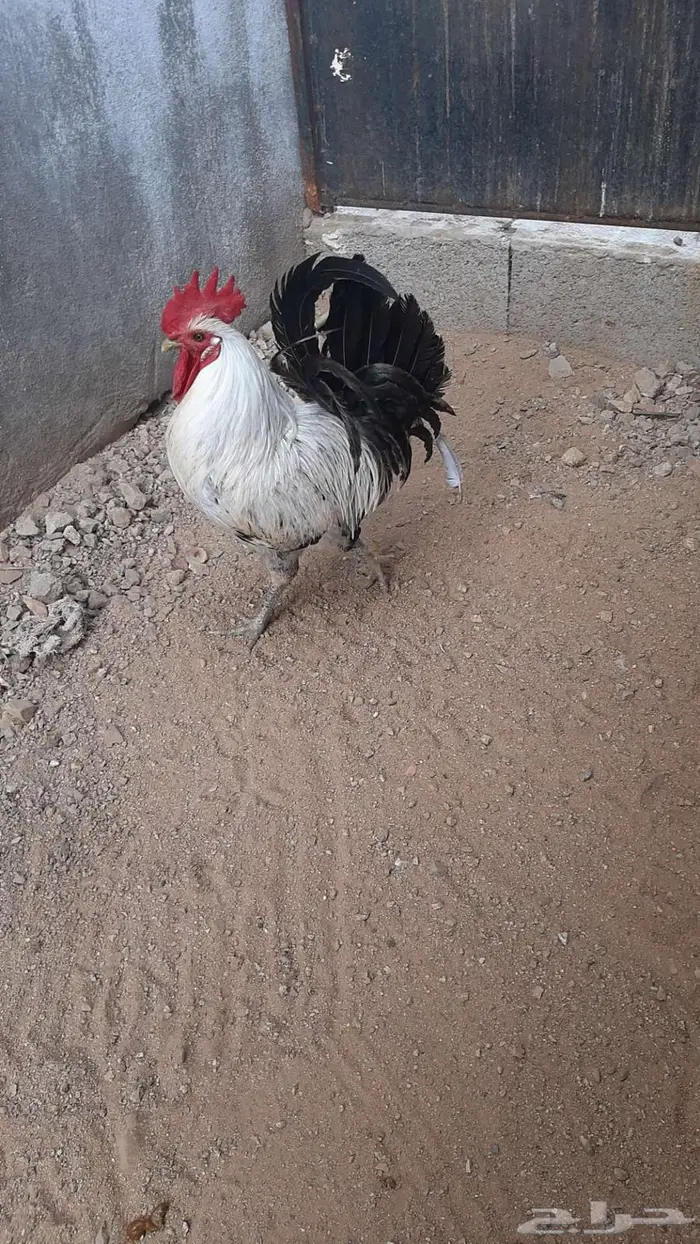 عرض بيع ديك بلدي 3