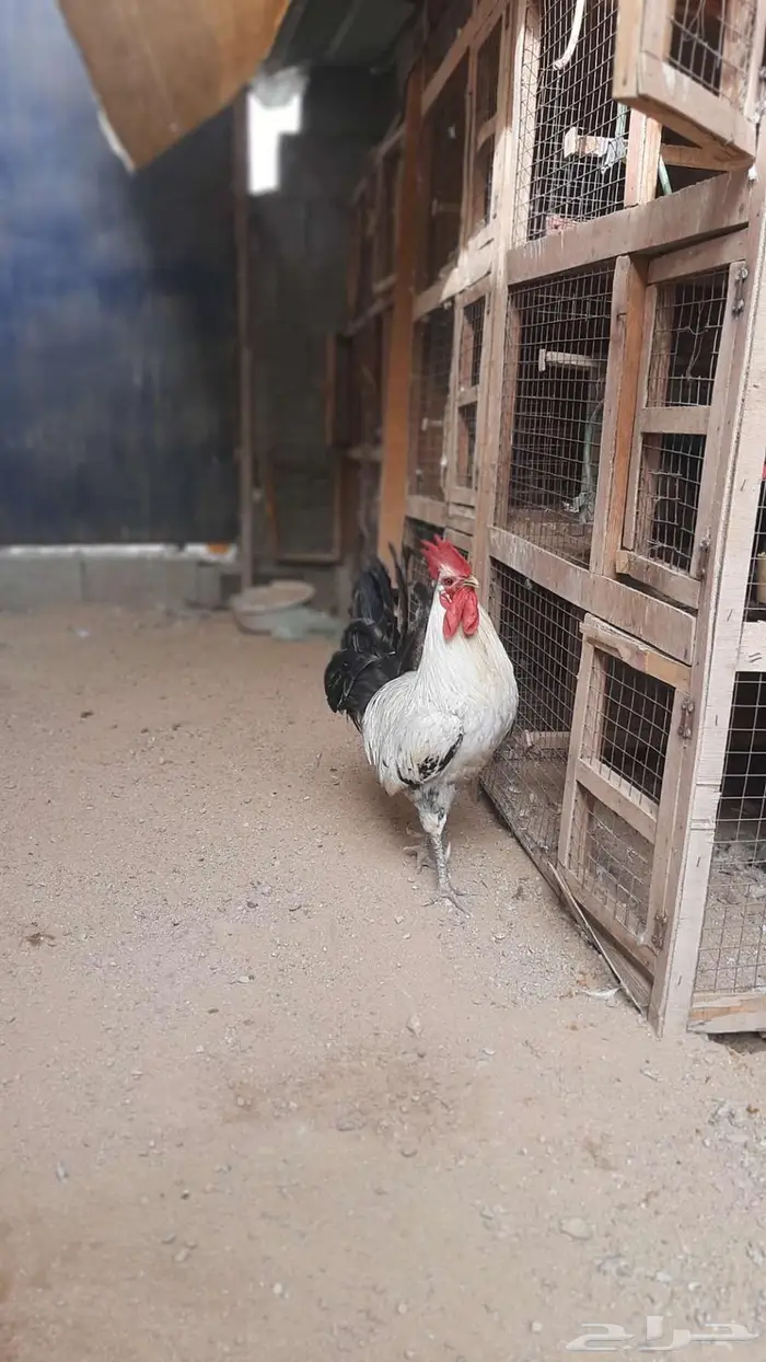 عرض بيع ديك بلدي 1